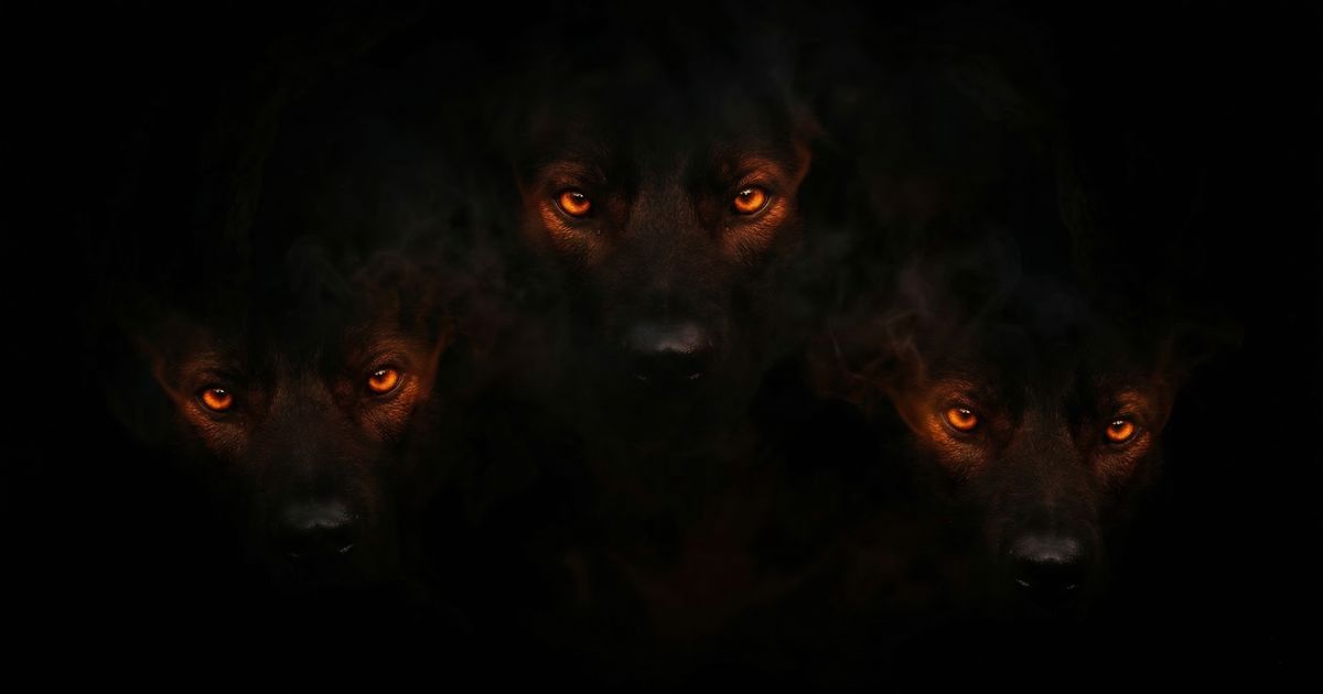 Il guardiano della soglia: la simbologia del cane tra sogni e mondo infero